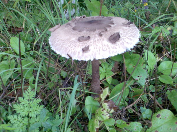 Александр Дорожинский