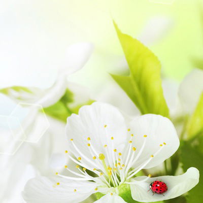 Светлана Андрианова