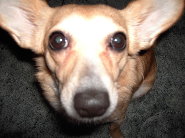 Полина Скорик