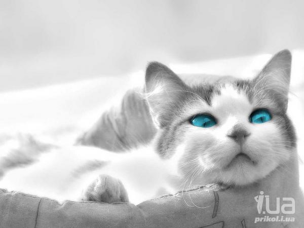 Наталья Насолий