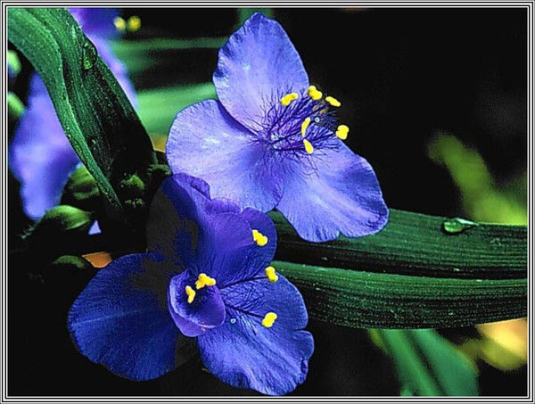 Лейла Муталиева