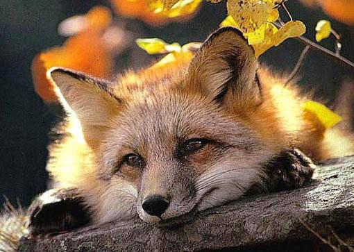 Татьяна Копылова