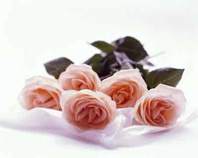 Гульбанум Дулятова