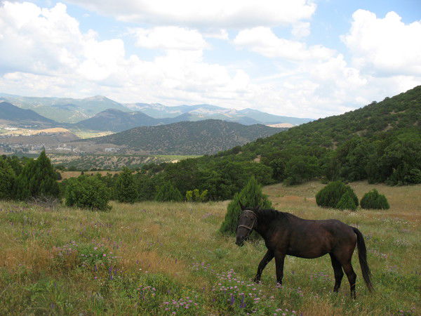 Светлана Петухова