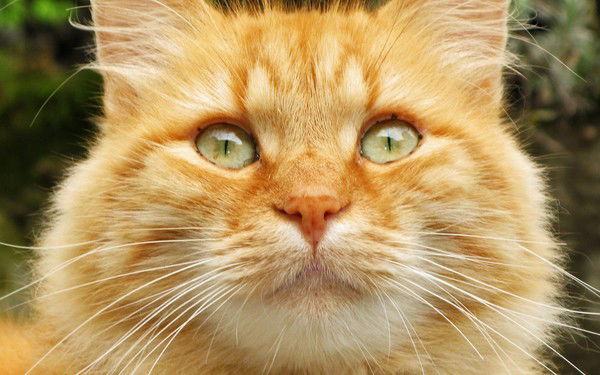 Надя Шидловская