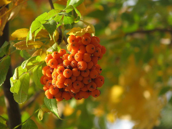 Светлана Шапкина