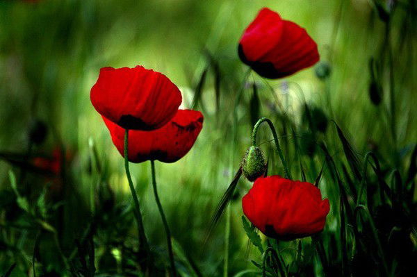 Наталья Глинко