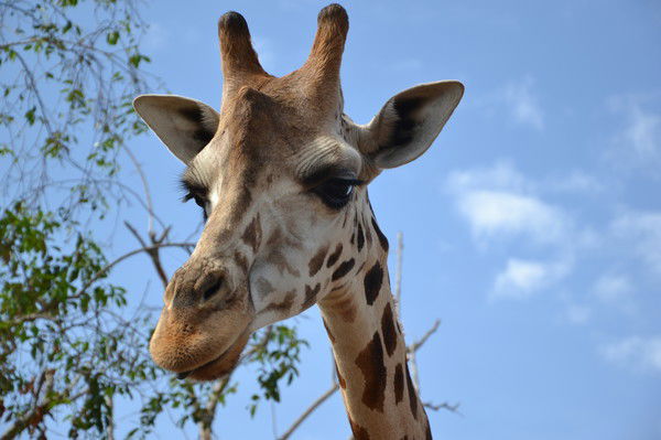 Арнольд Каврижкин