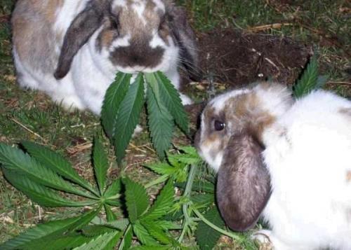 Денис Долинский