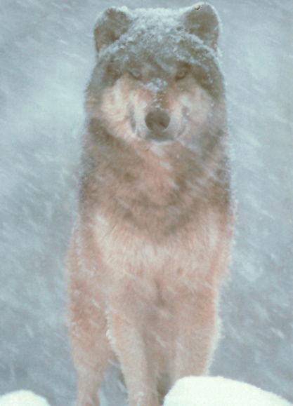 Константин Иванович