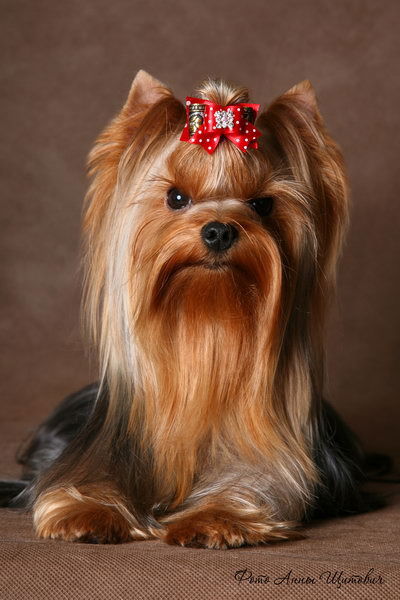 Елена Лушникова