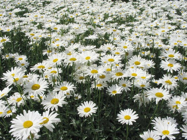 Галина Теречева