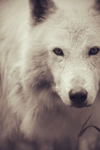 Андрей Сорокин