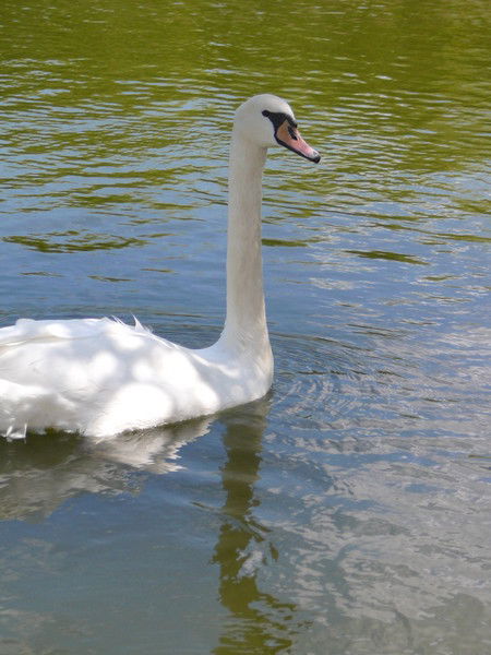 Андрей Лебедев