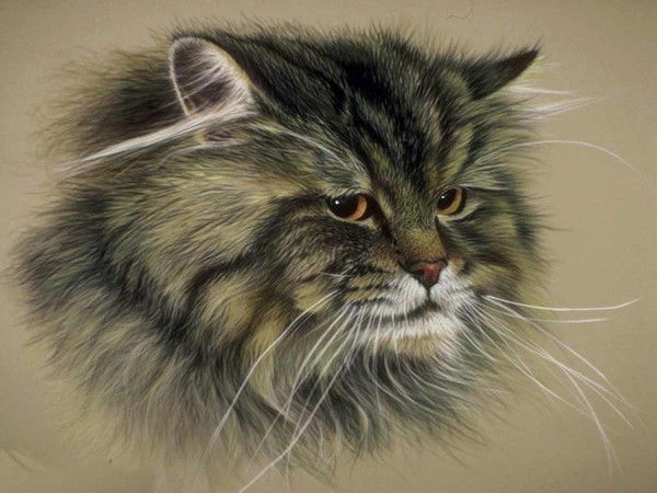 Бойцовый Кот