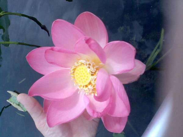 Юлия Шалагина