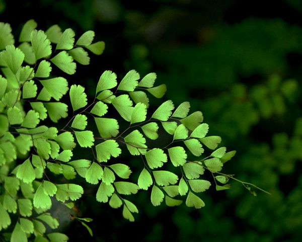 Издательство "инсанат"