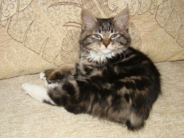 Михаил Чичин