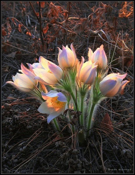 Екатерина Белянина