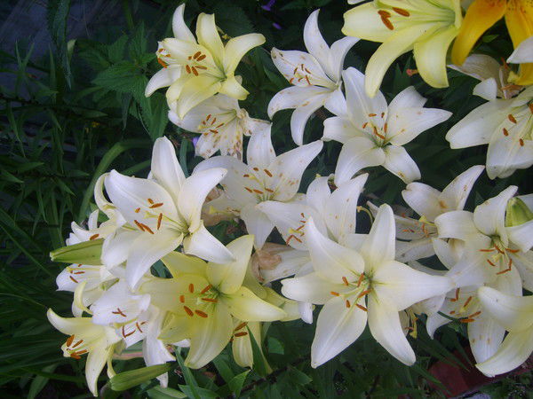 Лилия Хазеева