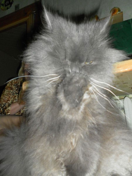 Александр Шубин