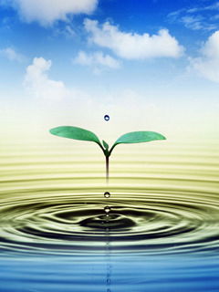 Цпмсс Росток