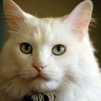 Ирина Павлова