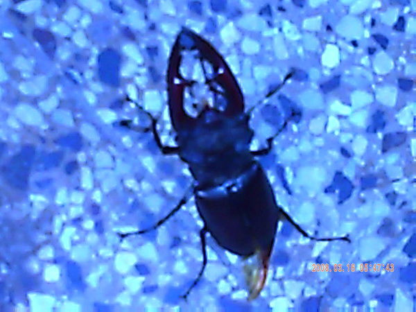 Леонид Салоид