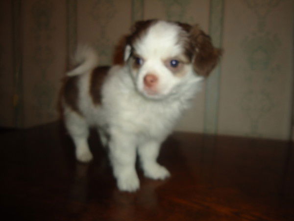 Вова Лазаренко