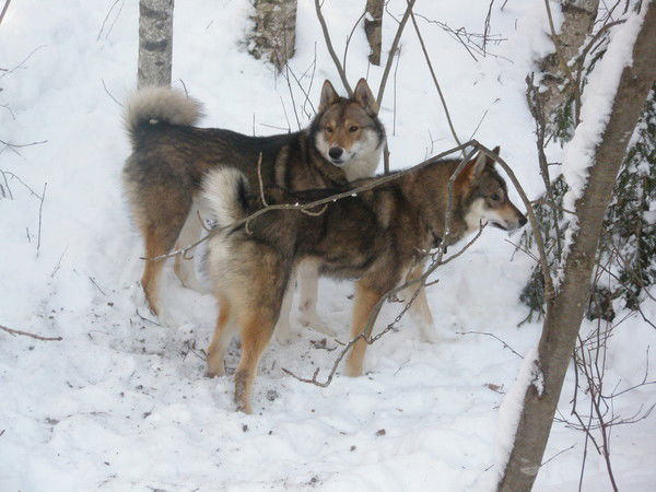 Елена Поварова