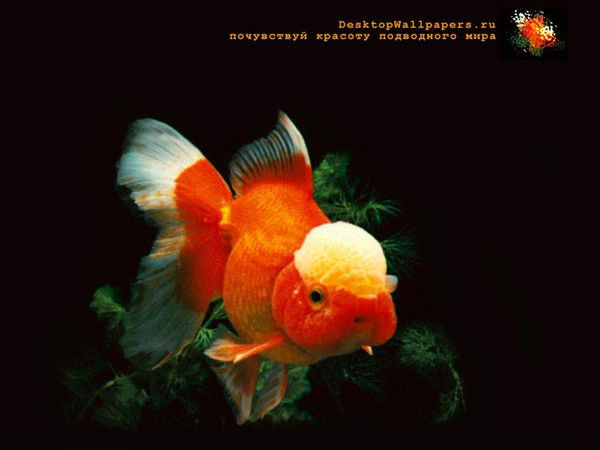 Тамара Зуйкова