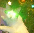 Роман Рогожкин