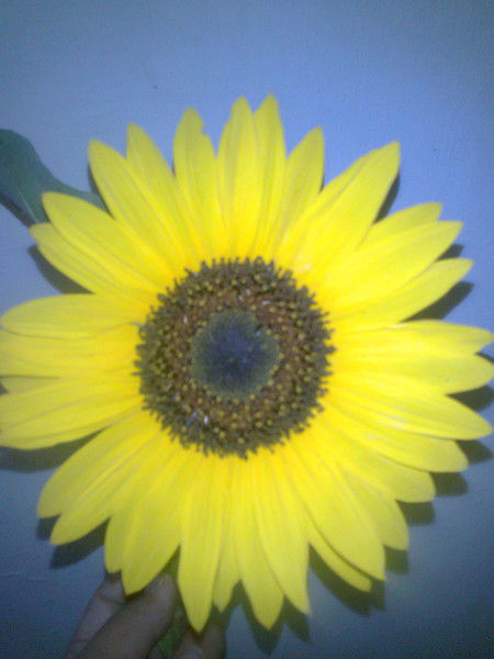 Разия Шахабаева