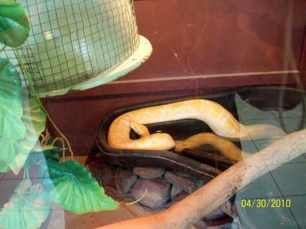 Андрей Шабанов