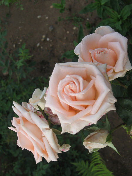 Элина Пантюшина