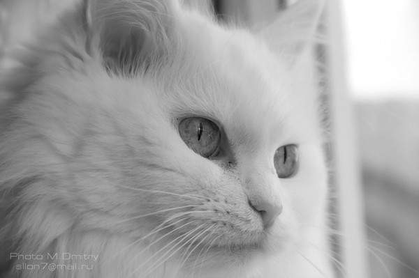 Евгений Максимов