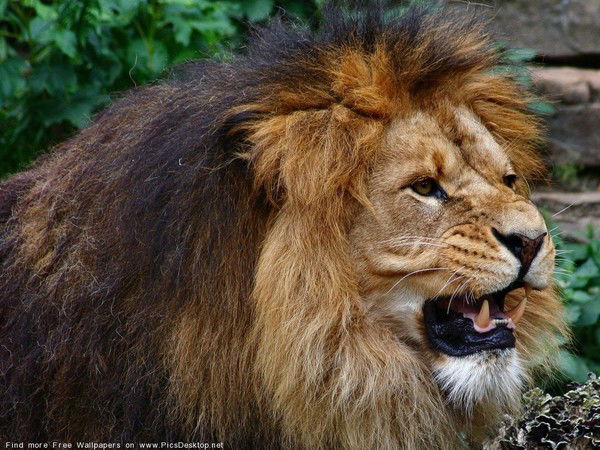 Владимир Кочетков