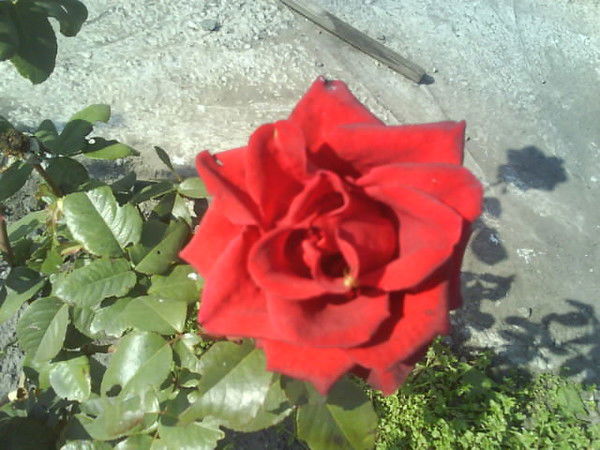 Антонина Горбунова