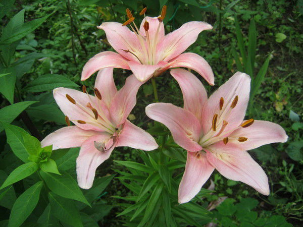 Наталия Кор