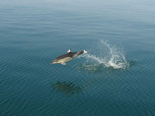 Лиана Младшева