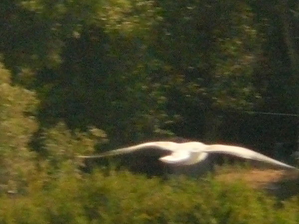 Павел Трещеленков