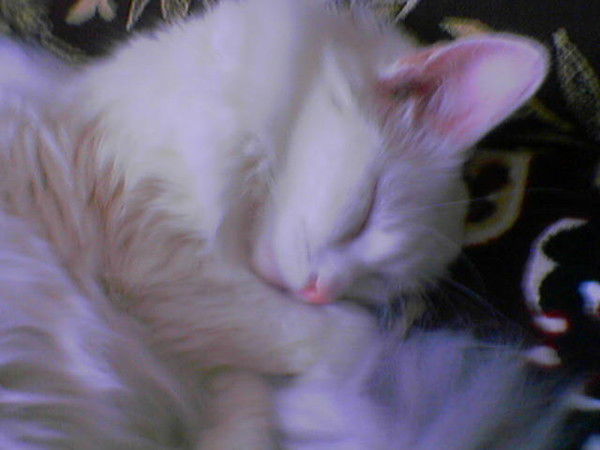 Светлана Костенко