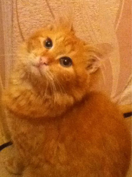 Игорь Мататов