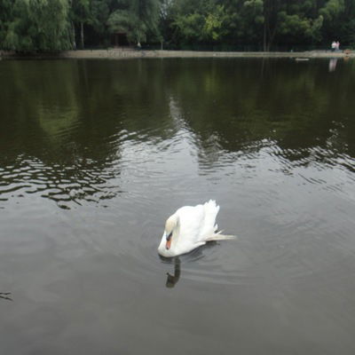 Георгий Цуцик