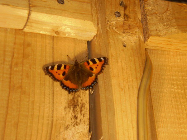 Татьяна Михайлова