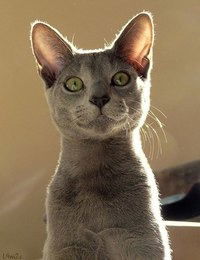 Борис Яринен