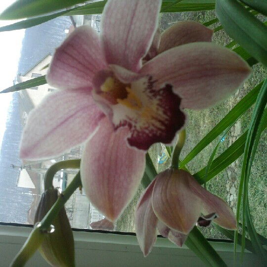 Валентина Valentina