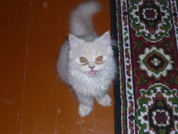 Андрей Кравцов