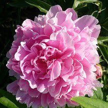 Надежда Петрова