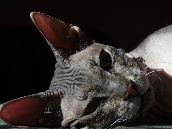 Михаил Кандауров